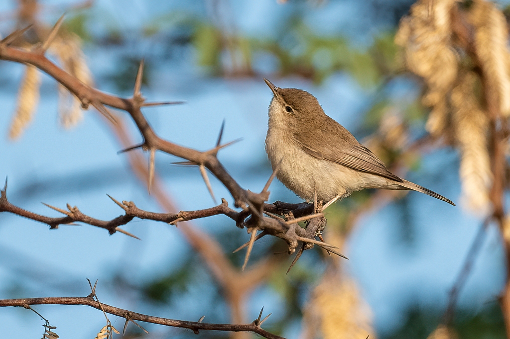 Sykes's Warbler